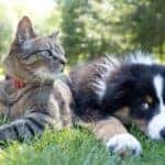 A dog and cat laying in the grass