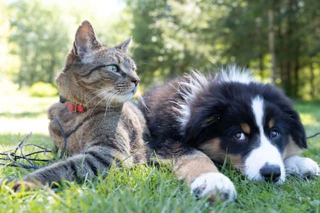 A dog and cat laying in the grass