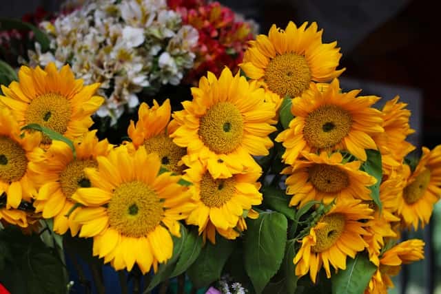 Yellow sunflower in bloom during daytime