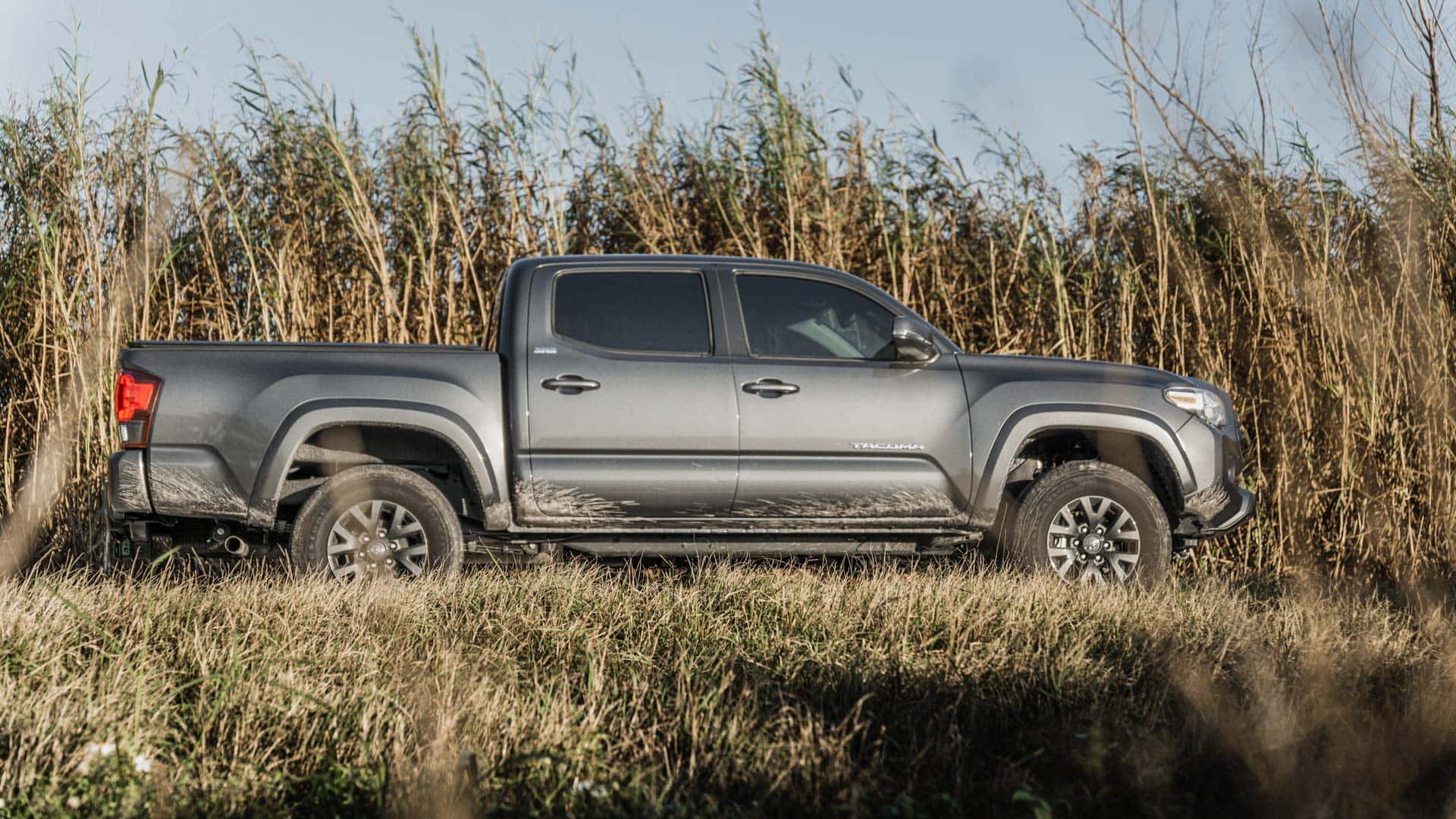 Dark gray Toyota Tacoma TRD Sport side profile parked in tall reeds and grass