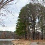 Trees along a river at Crab Orchard National Wildlife Refuge near Marion, IL