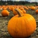 A pumpkin growing at a pumpkin patch in Marion, Illinois