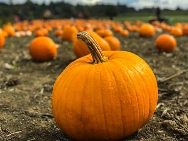 A pumpkin growing at a pumpkin patch in Marion, Illinois