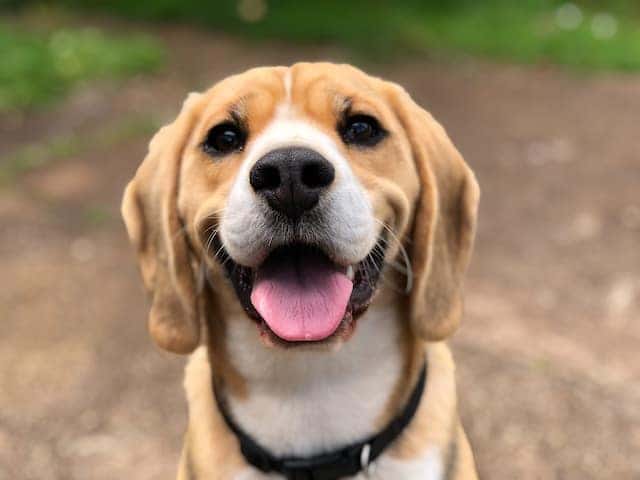 pet care centers in marion, il