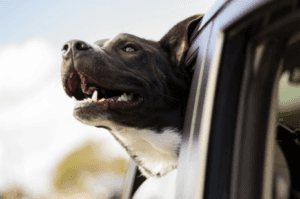 Dog sticking it's head out of a honda vehicle window.