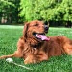 a dog in the grass