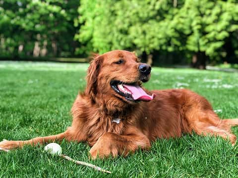 a dog in the grass