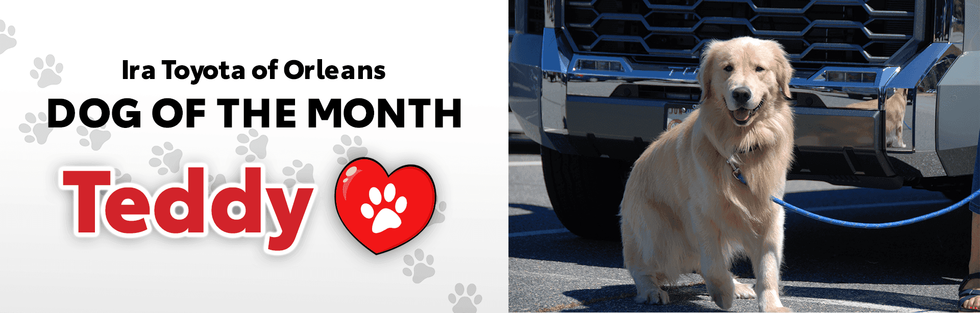 Ira Toyota of Orleans Dog of the Month