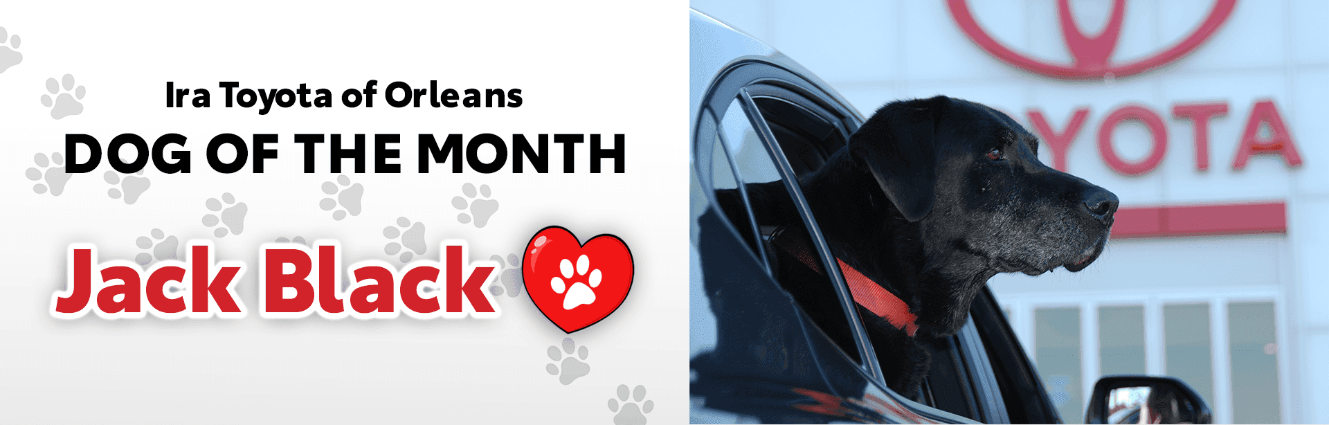 Dog of the Month October