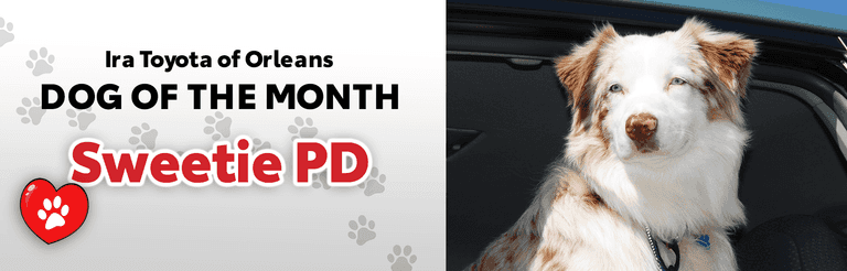 Dog of the Month Sweetie PD